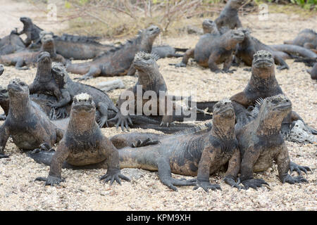 Iguane Marine crogiolarsi al sole, Galapagos Foto Stock