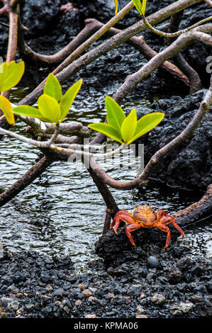 Sally Lightfoot minerale di granchio Red Cliff crab da isole Galapagos, Ecuador Foto Stock