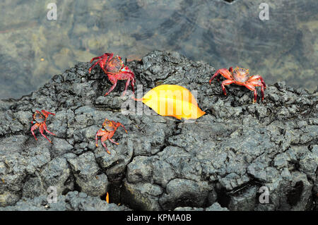 Sally Lightfoot minerale di granchio Red Cliff crab da isole Galapagos, Ecuador Foto Stock