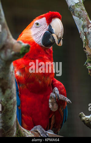 Macaw - Ara ararauna, Ecuador Foto Stock