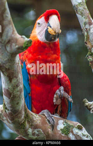 Pappagalli Macaw, Ecuador Foto Stock