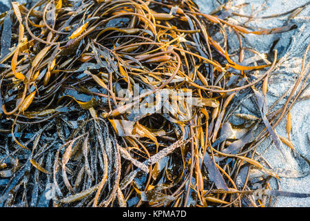 Laminaria (Kelp) Alghe sulla sabbia di mare Foto Stock