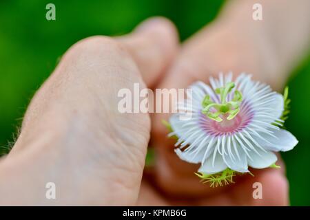 Giovane ragazza tenendo un wild granadiglie fiori, Passiflora foetida, bianco rosa viola e verde, Townsville, Queensland, Australia Foto Stock