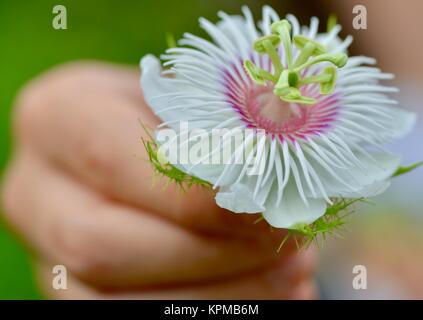 Giovane ragazza tenendo un wild granadiglie fiori, Passiflora foetida, bianco rosa viola e verde, Townsville, Queensland, Australia Foto Stock