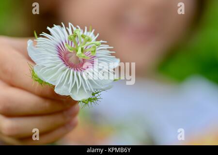 Giovane ragazza tenendo un wild granadiglie fiori, Passiflora foetida, bianco rosa viola e verde, Townsville, Queensland, Australia Foto Stock