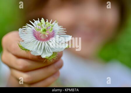 Giovane ragazza tenendo un wild granadiglie fiori, Passiflora foetida, bianco rosa viola e verde, Townsville, Queensland, Australia Foto Stock