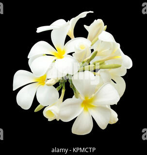 Bouquet di plumeria bianco isolato Foto Stock