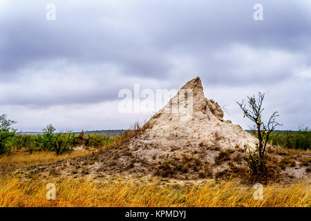 Grande Termite Hill o Ant Hill nella savana e zona del nord del Parco Nazionale di Kruger in Sud Africa Foto Stock