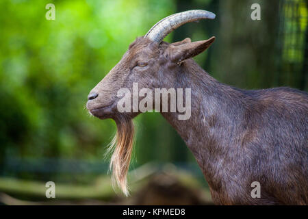 Ritratto di un tedesco maschio di capra con una lunga barba Foto Stock