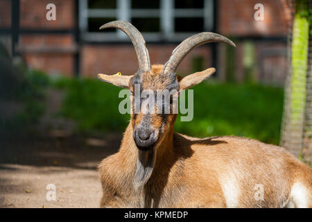 Ritratto di un tedesco maschio di capra con una lunga barba Foto Stock