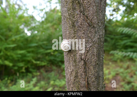 Conch lumaca su un tronco di albero Foto Stock