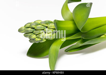 Verde isolato boccioli di fiore di giacinto su sfondo bianco Foto Stock