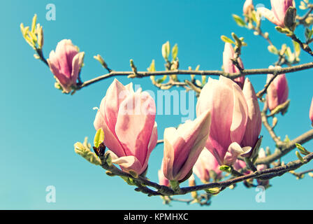 Rosa albero di magnolia in fron di cielo blu Foto Stock