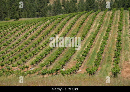 La contea di Amador, CA Foto Stock