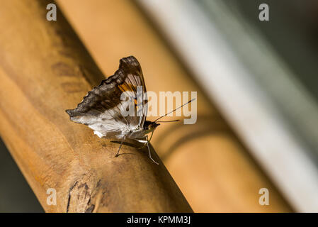 Marrone e bianco butterfly sul corrimano in legno Foto Stock