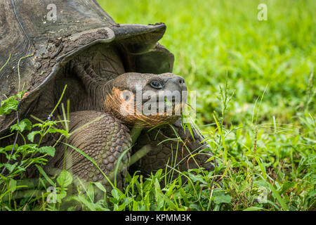 Close-up delle Galapagos tartaruga gigante di erba da masticare Foto Stock