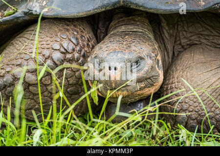 In prossimità della parte anteriore del Galapagos tartaruga gigante Foto Stock