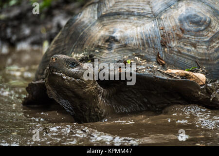 Le Galapagos La tartaruga gigante wallowing in stagno fangoso Foto Stock