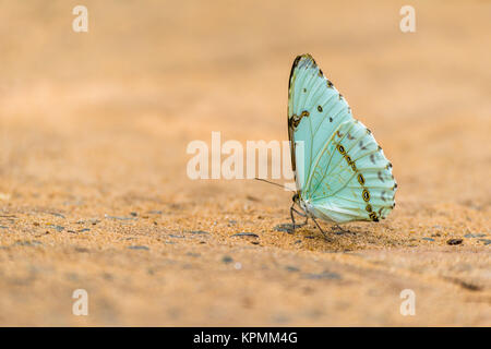 Verde pallido butterfly arroccato su suolo sabbioso Foto Stock