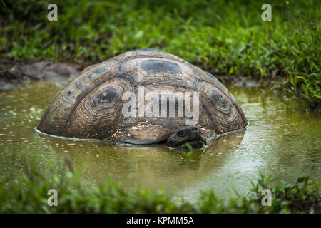 Le Galapagos La tartaruga gigante wallowing in piscina fangose Foto Stock