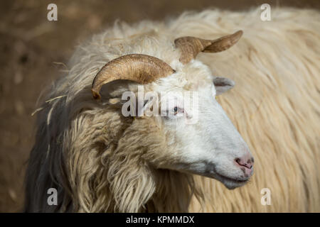 Ram o rammer, maschio della pecora Foto Stock