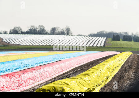Lange Spargelbeete mit verschieden farbigen Kunststofffolie in der Frühjahrssaison abgedeckt. Foto Stock
