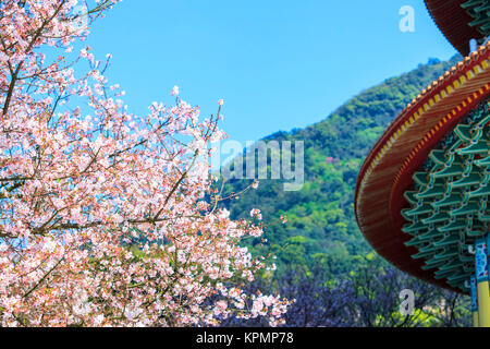 Tien-Yuan tempio con la fioritura dei ciliegi nella nuova città di Taipei, Taiwan Foto Stock