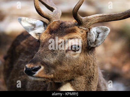 testa studio maschio daino daino cervo dama Foto Stock