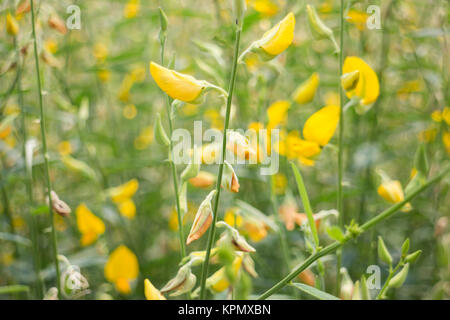 Sun organico fiore di canapa in fattoria Foto Stock