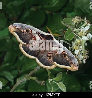 Grosses Nachtpfauenauge, Saturnia pyri, un blÃ¼hendem Birnenzweig Foto Stock