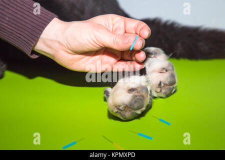 La medicina cinese Foto Stock