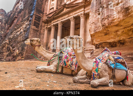 Bedouin camel riposa vicino al tesoro Al Khazneh Foto Stock