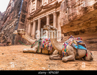 Bedouin camel riposa vicino al tesoro Al Khazneh Foto Stock