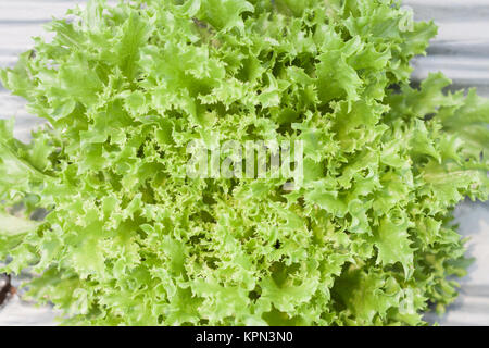 Frillice iceberg impianto in azienda agricola biologica Foto Stock