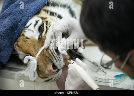 Veterinario è la scalatura tiger Foto Stock