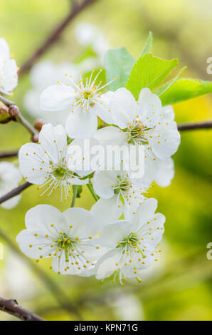 Ramo di fioritura di una ciliegia, close up Foto Stock