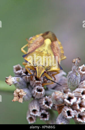 Macro frutta settentrionale bug carpocoris fuscispinus Foto Stock