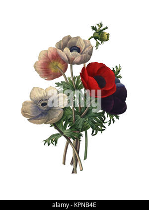 Antica illustrazione di un anemone simplex fiori con vari colori. Inciso da Pierre-Joseph Redoute (1759 - 1840) Foto Stock