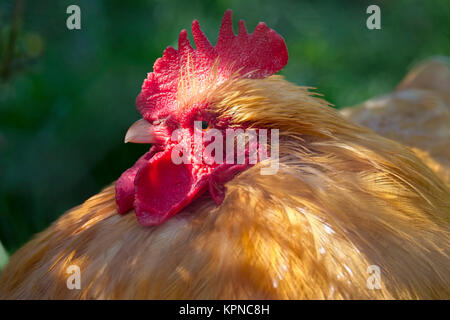 Ritratto di un pollo galletto Foto Stock