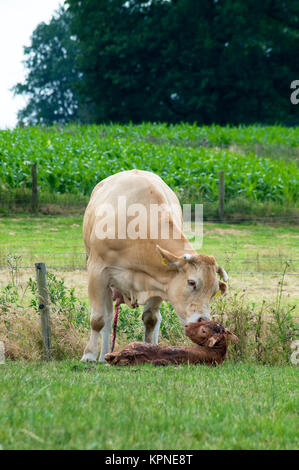 Appena nato Foto Stock