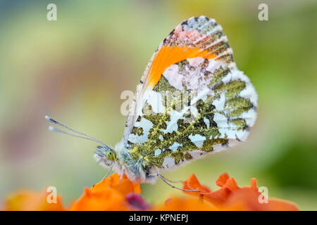 Maschio-arancione farfalla punta appoggiata su Erysimum "delizia di albicocche' - Anthocharis cardamines Foto Stock