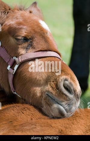 Carino in appoggio a cavallo Foto Stock