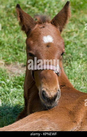 Carino in appoggio a cavallo Foto Stock