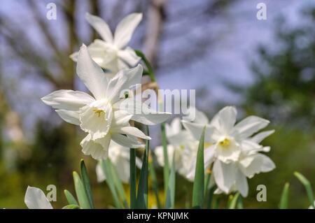 Daffodil thalia - thalia daffodil Foto Stock