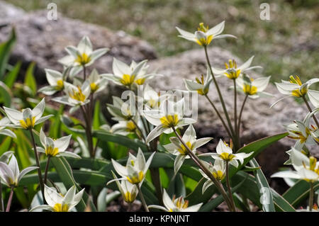 Tulipano selvatico tulipa turkestanica - Tulipano selvatico tulipa turkestanica Foto Stock