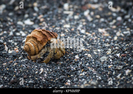 Semi-terrestre granchio eremita camminando lungo la spiaggia ghiaiosa Foto Stock