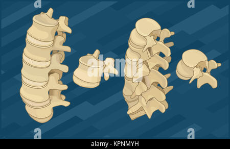 Colonna vertebrale umana ossa isometrica piatta Foto Stock