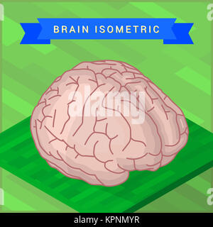 Lato del cervello umano flat Foto Stock