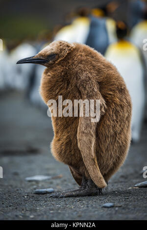 Ragazzo Oakum re pinguino addormentato sulla spiaggia Foto Stock