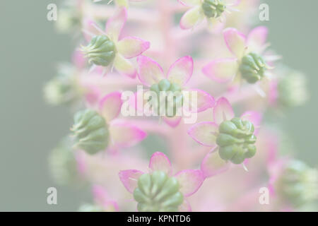 American Pokeweed, offuscata per lo sfondo o del modello Foto Stock